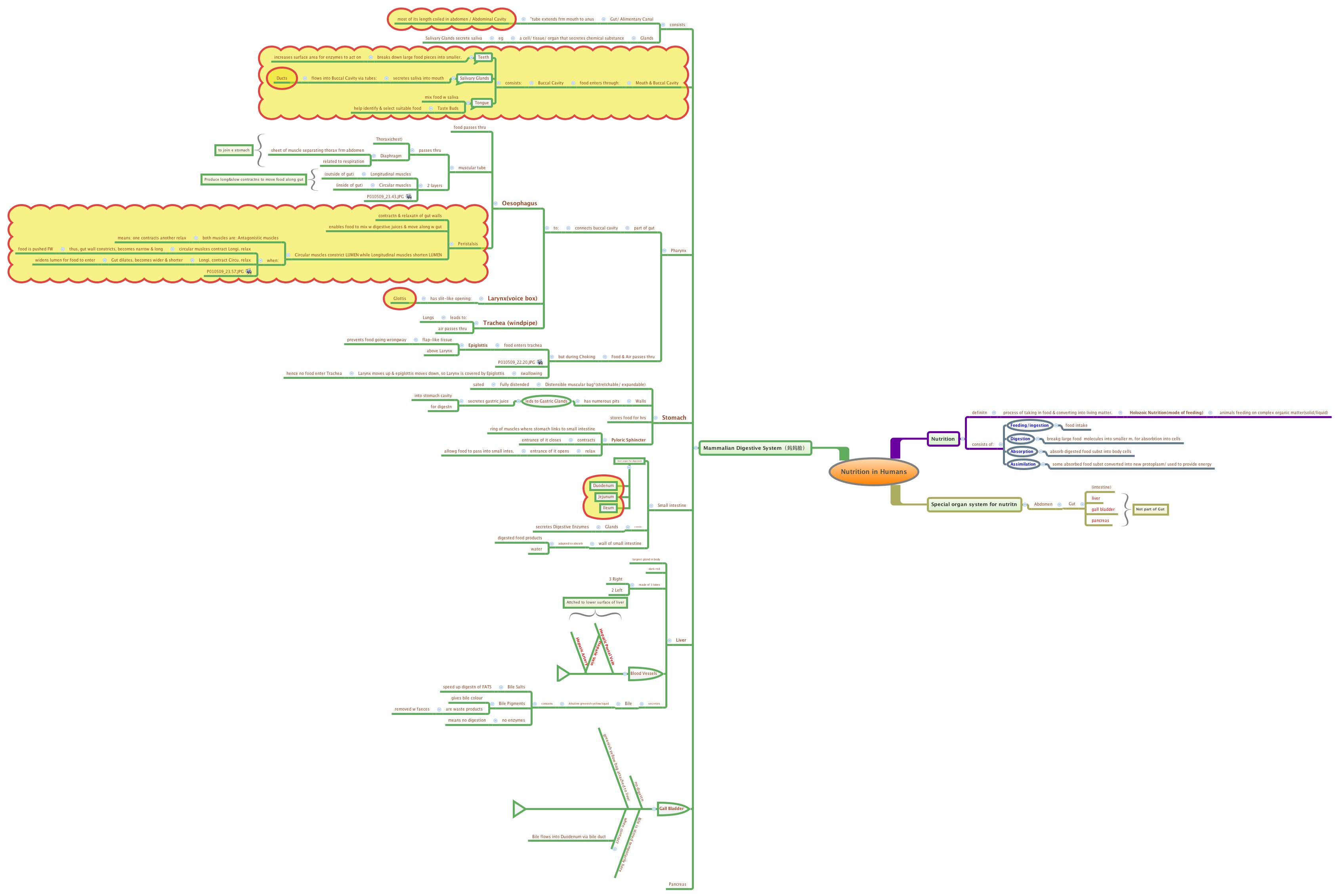 Thumbnail of mind map