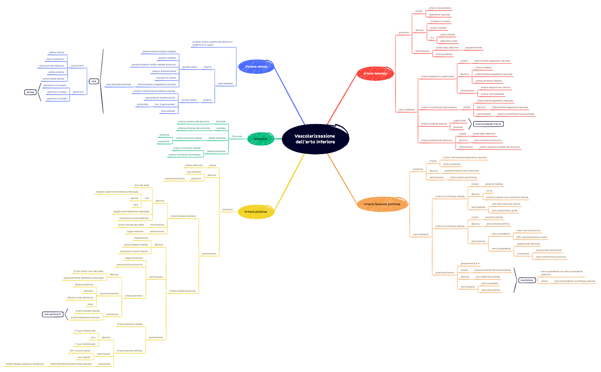 Vascolarizzazione dell'arto inferiore
