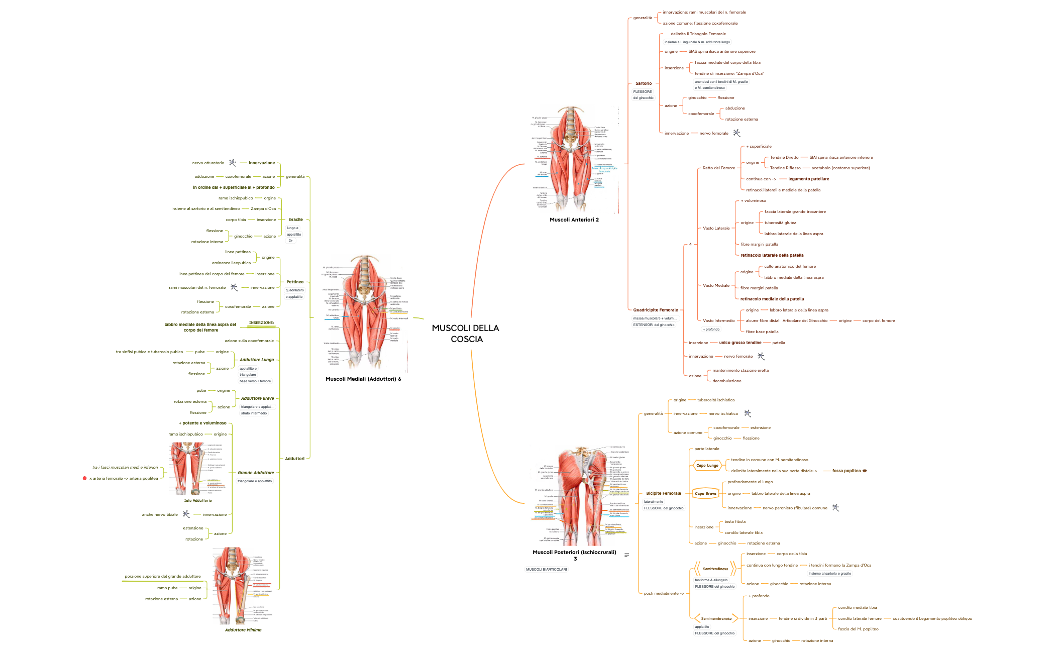 MUSCOLI DELLA COSCIA