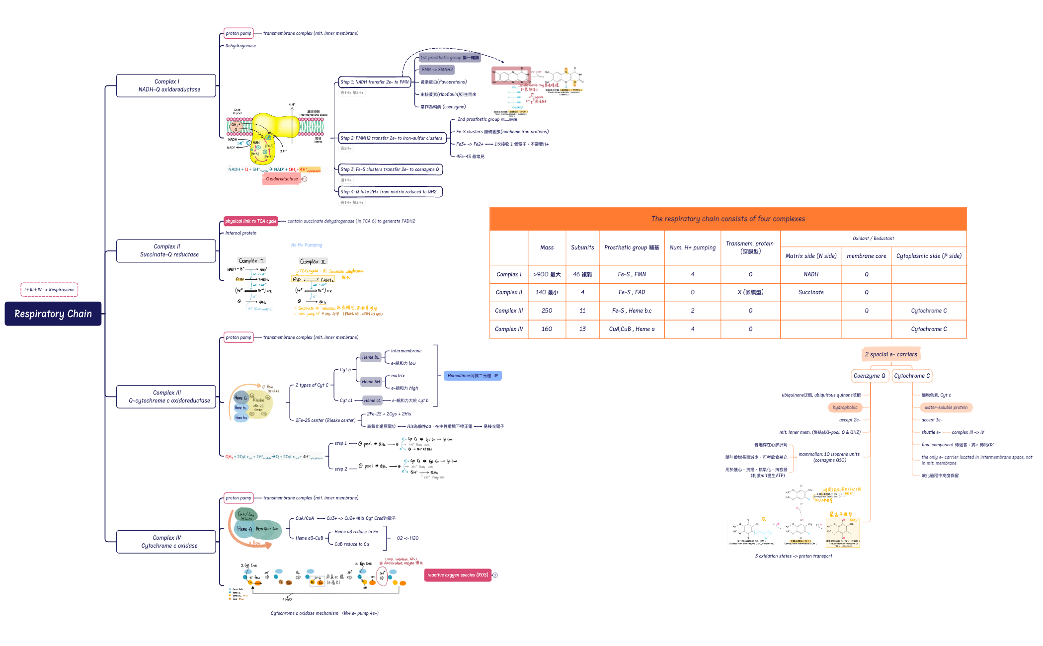 Respiratory Chain