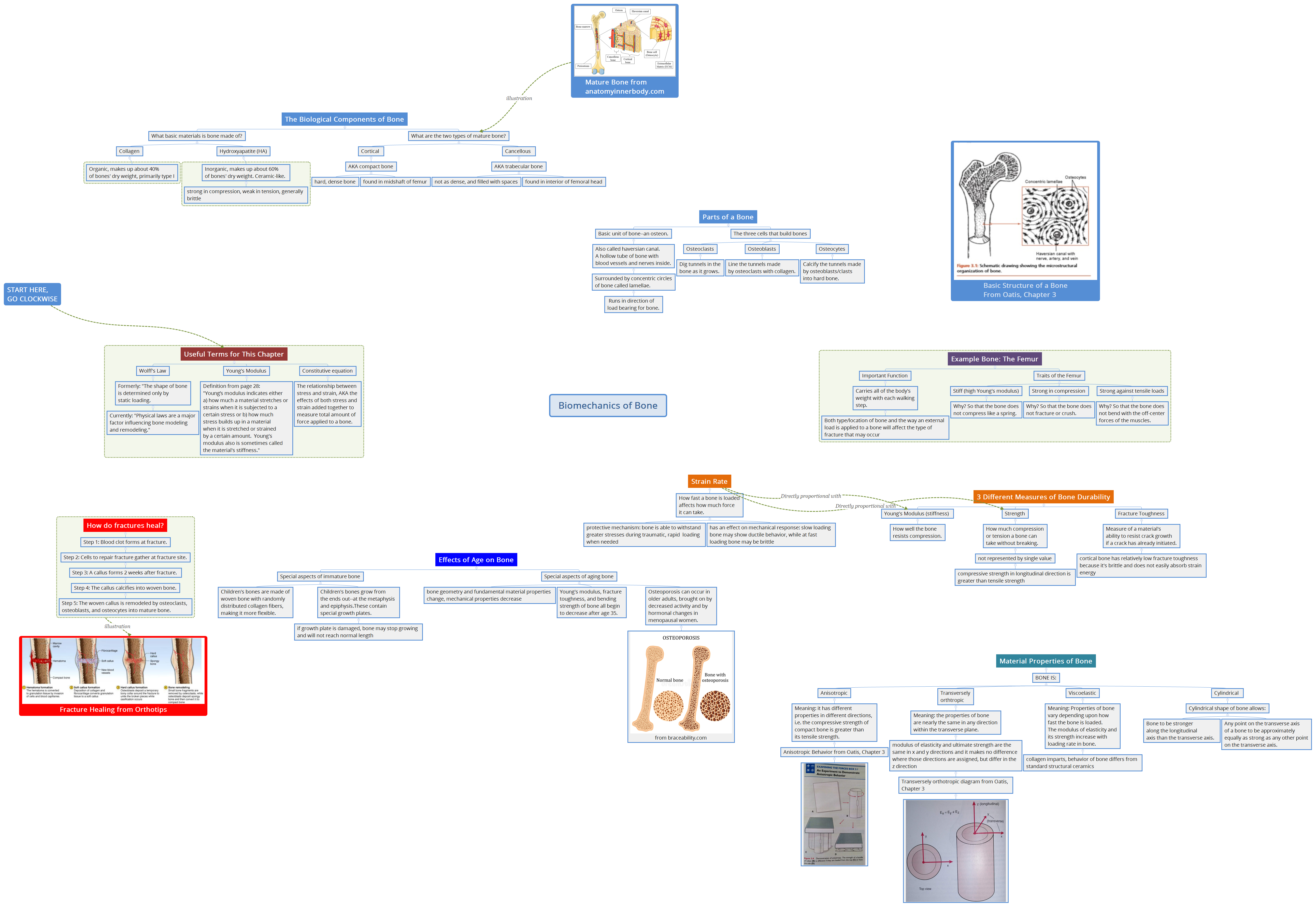 Biomechanics of Bone | Pauline Enc - Xmind