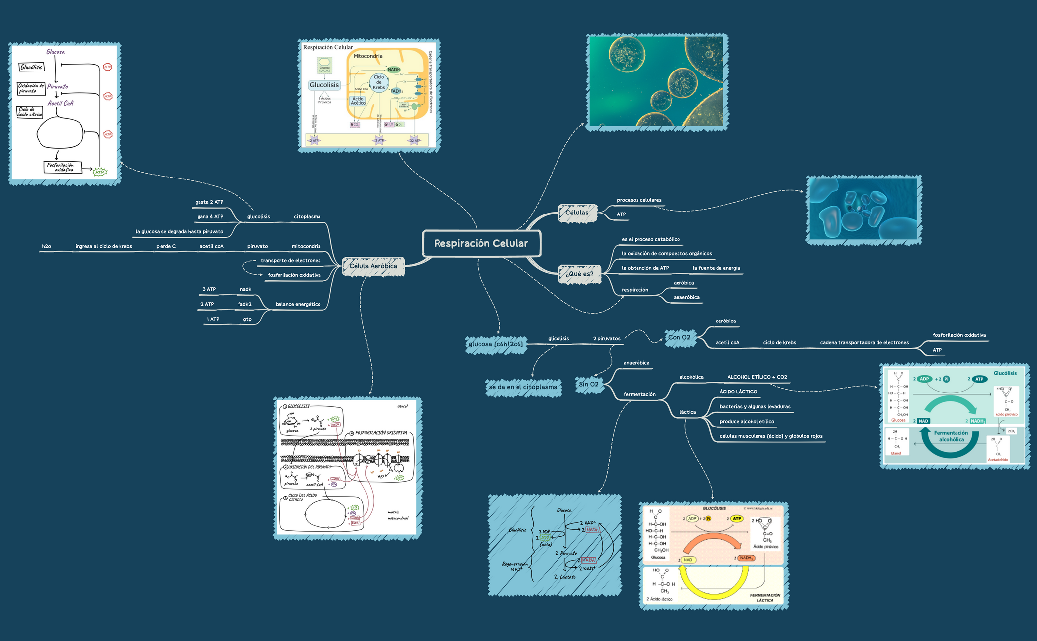 Respiración Celular.xmind